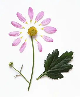 Daisy-like flower with detached, mauve petals, unfurled bud, yellow center, and green leaf Daisy-like flower with detached, mauve petals, unfurled bud, yellow center, and green leaf