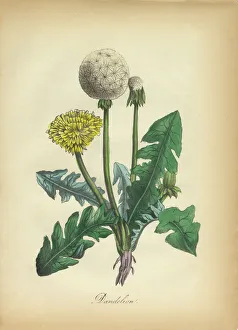 Dandelion Victorian Botanical Illustration Dandelion Victorian Botanical Illustration