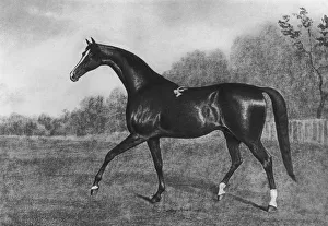 Darley Arabian Darley Arabian