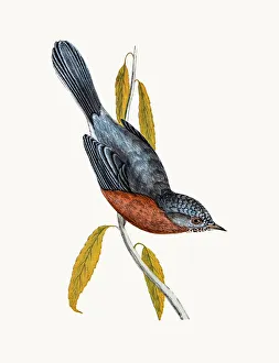 Dartford Warbler Dartford Warbler