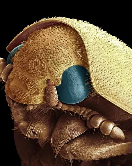 Dermestid beetle, SEM Dermestid beetle, SEM