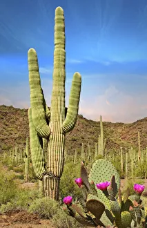 Desert Landscape with Cactus in Arizona Desert Landscape with Cactus in Arizona