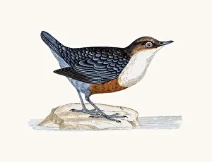 Dipper bird Dipper bird