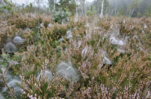 Dome-shaped webs a Sheet Weavers or Money Spiders -Linyphiidae- in between Heather plants Dome-shaped webs a Sheet Weavers or Money Spiders -Linyphiidae- in between Heather plants