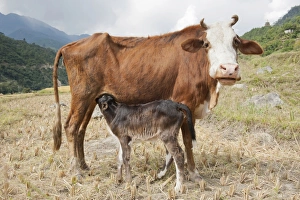 Domestic cattle -Bos primigenius taurus-, cow suckling her calf, near Punakha, the Himalayas, Kingdom of Bhutan, South Asia, Asia Domestic cattle -Bos primigenius taurus-, cow suckling her calf, near Punakha, the Himalayas, Kingdom of Bhutan, South Asia, Asia