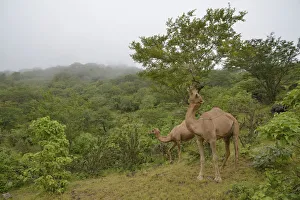 Dromedary -Camelus dromedarius- feeding from a tree during the monsoon season, or Khareef season, in the green mountains, Wadi Derbat, near Salalah, Dhofar Region, Oman Dromedary -Camelus dromedarius- feeding from a tree during the monsoon season, or Khareef season, in the green mountains, Wadi Derbat, near Salalah, Dhofar Region, Oman