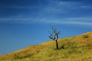 <b class=qtipBold><figcaption>A dry tree in a landscape</figcaption></b><br>Taken on the Sahyadri mountains in Maharashtra, India.<br><em>© © 2010 Ritesh Saini</em> A dry tree in a landscape