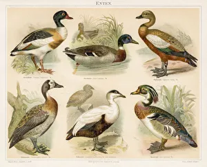 Ducks chromolithograph 1895 Ducks chromolithograph 1895