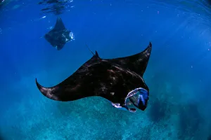 Duel Manta Duel Manta