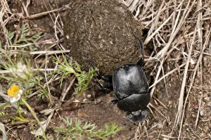 Dung Beetle -Scarabaeus semipunctatus- rolling a ball of sheep dung, Lake Kerkini region Dung Beetle -Scarabaeus semipunctatus- rolling a ball of sheep dung, Lake Kerkini region