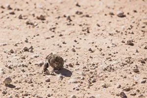 Dung beetles are beetles that feed partly or exclusively on dung. A dung beetle can bury dung 250 times heavier than itself in one night. Many dung beetles, known as rollers, roll dung into round ball Dung beetles are beetles that feed partly or exclusively on dung. A dung beetle can bury dung 250 times heavier than itself in one night. Many dung beetles, known as rollers, roll dung into round ball