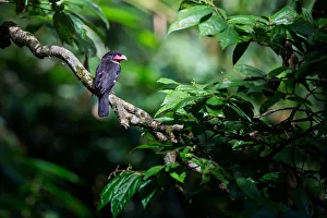 Dusky Broadbill Dusky Broadbill