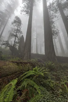 Early morning mist in redwood forest, Redwood National Park, California, USA Early morning mist in redwood forest, Redwood National Park, California, USA