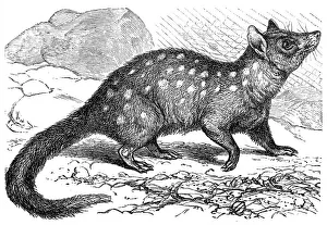 The eastern quoll (Dasyurus viverrinus) The eastern quoll (Dasyurus viverrinus)