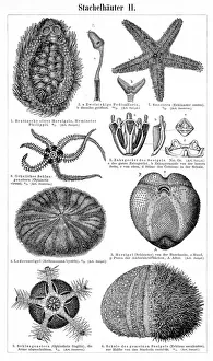 Echinoderm marine animals engraving 1895 Echinoderm marine animals engraving 1895