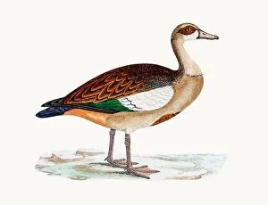Egyptian goose Egyptian goose