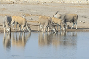 Eland herd drinking, elands -Taurotragus oryx-, Chudop water hole, Etosha National Park Eland herd drinking, elands -Taurotragus oryx-, Chudop water hole, Etosha National Park