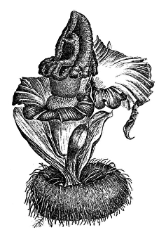Elephant foot yam or whitespot giant arum or stink lily (Amorphophallus paeoniifolius) Elephant foot yam or whitespot giant arum or stink lily (Amorphophallus paeoniifolius)