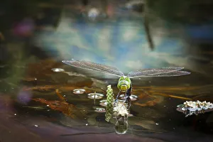 Emperor Dragonfly or Blue Emperor -Anax imperator-, female laying eggs, Gartenteich Schmellwitz, Cottbus, Brandenburg, Germany Emperor Dragonfly or Blue Emperor -Anax imperator-, female laying eggs, Gartenteich Schmellwitz, Cottbus, Brandenburg, Germany