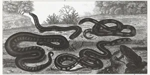 Engraving of reptiles and amphibians from Iconographic Encyclopedia of Science, Literature & Art Engraving of reptiles and amphibians from Iconographic Encyclopedia of Science, Literature & Art