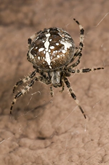 European garden spider or cross spider -Araneus diadematus-, female on her web on a house wall, Untergroeningen, Baden-Wuerttemberg, Germany, Europe European garden spider or cross spider -Araneus diadematus-, female on her web on a house wall, Untergroeningen, Baden-Wuerttemberg, Germany, Europe