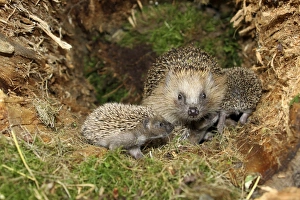 European Hedgehog -Erinaceus europaeus- with young, 19 days, in the nest in an old tree stump, Allgau, Bavaria, Germany European Hedgehog -Erinaceus europaeus- with young, 19 days, in the nest in an old tree stump, Allgau, Bavaria, Germany