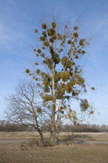 European Mistletoe or Common Mistletoe -Viscum album- growing on a Poplar tree -Populus European Mistletoe or Common Mistletoe -Viscum album- growing on a Poplar tree -Populus