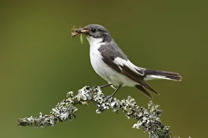European Pied Flycatcher -Ficedula hypoleuca-, male with an insect in its beak perched European Pied Flycatcher -Ficedula hypoleuca-, male with an insect in its beak perched
