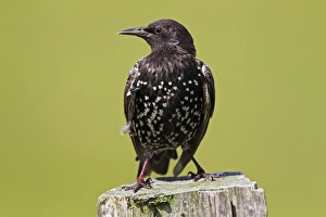 European starling -Sturnus vulgaris-, perched on a fence post, Meldorfer Speicherkoog European starling -Sturnus vulgaris-, perched on a fence post, Meldorfer Speicherkoog