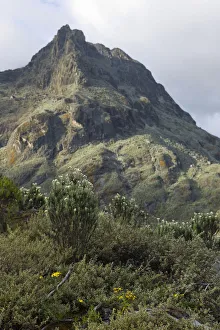 Everlasting flowers and steep peaks seen from Hunwicks Camp, Kilembe Route, Rwenzori National Park, Kasese District, Uganda Everlasting flowers and steep peaks seen from Hunwicks Camp, Kilembe Route, Rwenzori National Park, Kasese District, Uganda