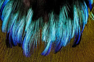 Extreme close-up of chest feathers of Motmot Extreme close-up of chest feathers of Motmot
