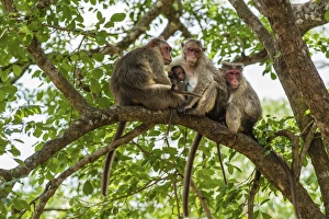 Family of rhesus monkeys -Macaca mulatta- with young, Mudumalai Wildlife Sanctuary Family of rhesus monkeys -Macaca mulatta- with young, Mudumalai Wildlife Sanctuary