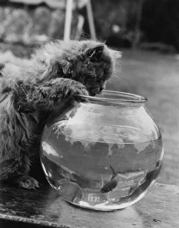 Feline Fishing Feline Fishing