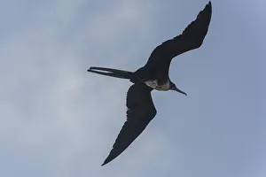 Female Great Frigatebird -Fregata minor- in flight, Isla Genovesa, Galapagos Islands Female Great Frigatebird -Fregata minor- in flight, Isla Genovesa, Galapagos Islands