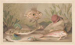 Fishes, lithograph, published in 1868 Fishes, lithograph, published in 1868
