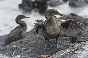 Flightless Cormorant or Galapagos Cormorant -Phalacrocorax harrisi-, Narborough Island Flightless Cormorant or Galapagos Cormorant -Phalacrocorax harrisi-, Narborough Island