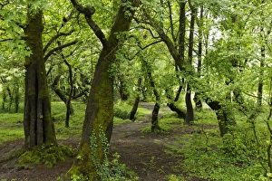 Floodplain forest at Koycegiz Lake with Oriental Sweetgum or Turkish Sweetgum trees Floodplain forest at Koycegiz Lake with Oriental Sweetgum or Turkish Sweetgum trees