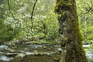 A flowering dogwood (Cornus Florida) overhangs the gentle flow of Middle Prong of the A flowering dogwood (Cornus Florida) overhangs the gentle flow of Middle Prong of the