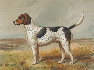 Foxhound Foxhound