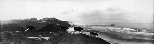 Friesian Cattle Friesian Cattle