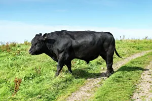 Fully grown Aberdeen Angus bull on a pasture on the north coast of Scotland, Caithness Fully grown Aberdeen Angus bull on a pasture on the north coast of Scotland, Caithness
