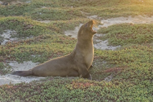 Galapagos Sea Lion -Zalophus wollebaeki- yawning, Mosquera Island, Galapagos Islands Galapagos Sea Lion -Zalophus wollebaeki- yawning, Mosquera Island, Galapagos Islands