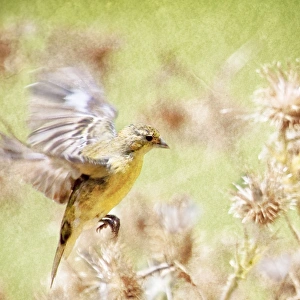 Gentle Serenity! A Goldfinch in Flight Gentle Serenity! A Goldfinch in Flight