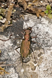 German Tiger Beetle -Cicindela germanica- smallest tiger beetle of Central Europe German Tiger Beetle -Cicindela germanica- smallest tiger beetle of Central Europe