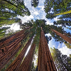 Giant sequoia trees -Sequoiadendron giganteum-, frog perspective, the Giant Forest Giant sequoia trees -Sequoiadendron giganteum-, frog perspective, the Giant Forest