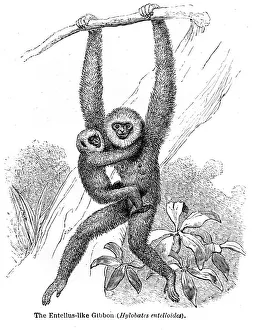 Gibbon engraving 1878 Gibbon engraving 1878