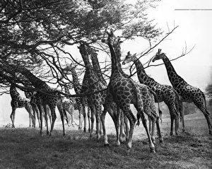 Giraffe Herd Giraffe Herd