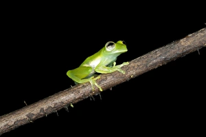 Glas frog -Cochranella midas-, sitting on a branch, Tiputini rain forest, Yasuni National Park, Ecuador, South America Glas frog -Cochranella midas-, sitting on a branch, Tiputini rain forest, Yasuni National Park, Ecuador, South America