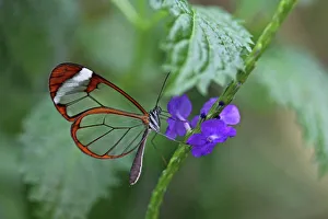 Glasswinged butterfly -Greta oto- on a blue flower, Mainau island, Baden-Wuerttemberg Glasswinged butterfly -Greta oto- on a blue flower, Mainau island, Baden-Wuerttemberg