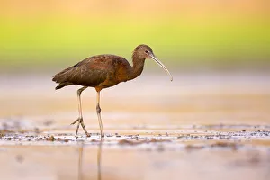 Glossy Ibis (Plegadis falcinellus) Glossy Ibis (Plegadis falcinellus)